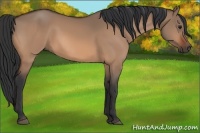 Horse Color:Bay Dun