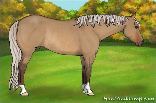 Horse Color:Silver Bay Dun Rabicano 