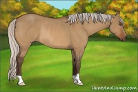 Horse Color:Silver Bay Dun Rabicano