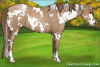 Horse Color:White Spotted Black Pearl