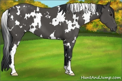 Horse Color:White Spotted Black 