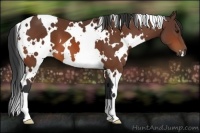 Horse Color:White Spotted Bay 