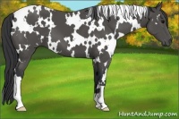 Horse Color:White Spotted Black