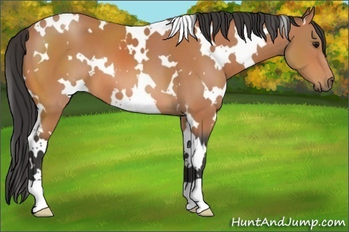 Horse Color:White Spotted Bay 