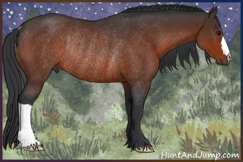 Horse Color:Brown Rabicano 