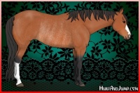 Horse Color:Bay Rabicano 