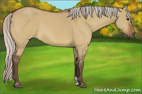 Horse Color:Silver Bay Dun