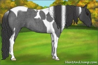 Horse Color:Smoky Blue Roan Tobiano