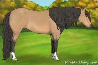 Horse Color:Buckskin 