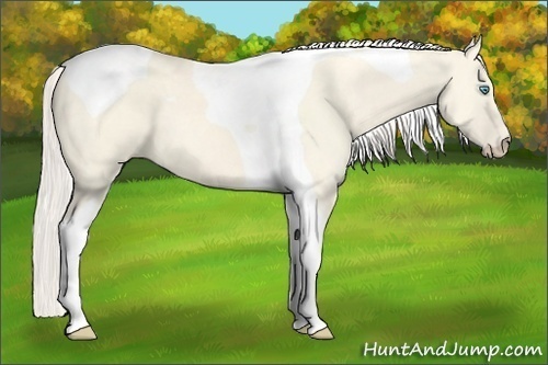 Horse Color:Cremello Dun Tobiano