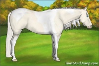 Horse Color:Cremello Dun Tobiano 