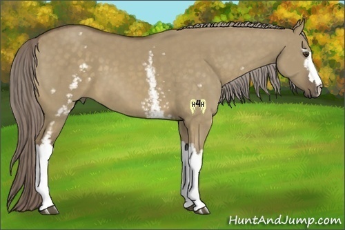 Horse Color:White Spotted Chocolate Palomino Dun 