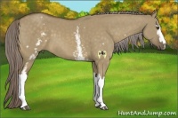 Horse Color:White Spotted Chocolate Palomino Dun 