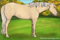 Horse Color:Gold Cream Champagne 