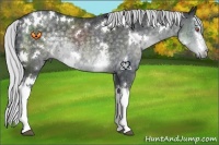 Horse Color:White Spotted Silver Black Chinchilla Rabicano