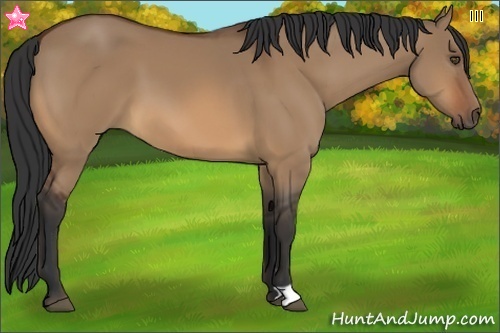 Horse Color:Bay Dun
