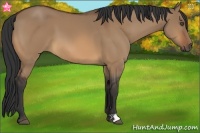 Horse Color:Bay Dun