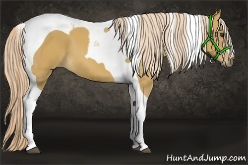 Horse Color:Palomino Tobiano