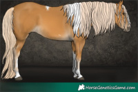 Horse Color:Palomino Tobiano 