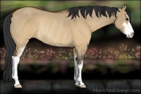 Horse Color:Brown Dun Sabino Rabicano 
