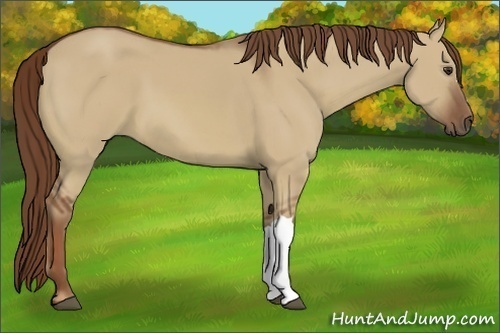 Horse Color:Red Dun 
