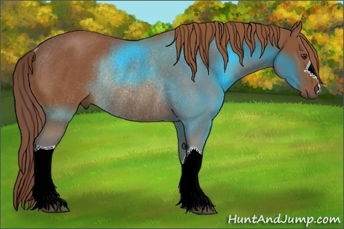 Horse Color:Chestnut Rabicano 