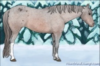Horse Color:Bay Appaloosa 