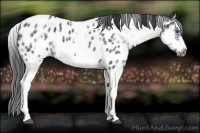 Horse Color:White Spotted Blue Roan Splash Frame Appaloosa