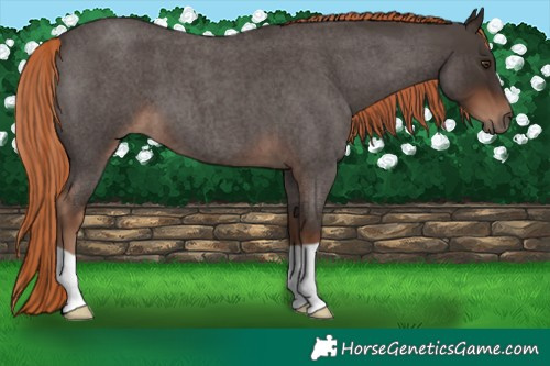 Horse Color:Liver Red Roan 
