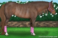 Horse Color:Liver Chestnut Rabicano 