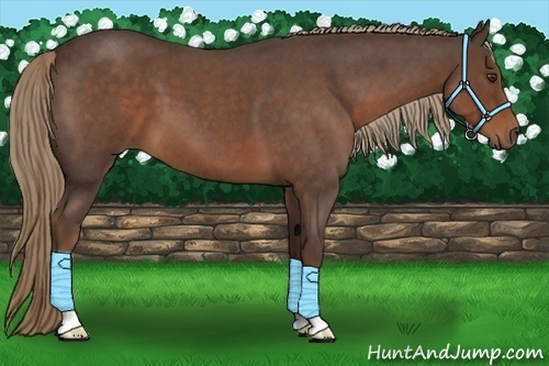 Horse Color:Liver Red Roan