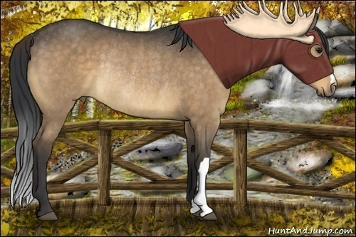 Horse Color:Bay Dun Rabicano 