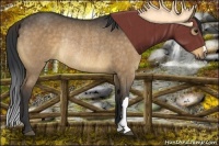 Horse Color:Bay Dun Rabicano 