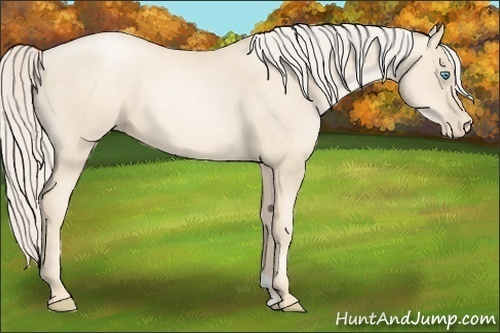 Horse Color:Gold Cream Champagne Pearl 