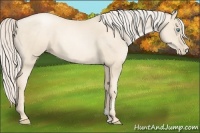 Horse Color:Gold Cream Champagne Pearl 
