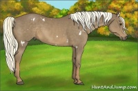 Horse Color:White Spotted Chestnut 