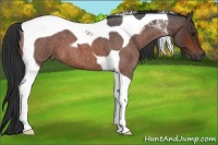 Horse Color:Brown Roan Tobiano 