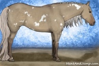 Horse Color:White Spotted Silver Grullo 