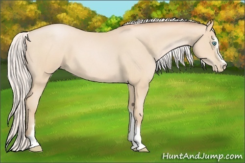 Horse Color:Silver Buckskin Roan Pearl Sabino