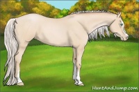 Horse Color:Silver Buckskin Roan Pearl Sabino 