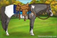 Horse Color:Grullo Sabino Appaloosa 