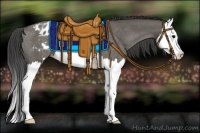 Horse Color:Grullo Splash Appaloosa Rabicano 