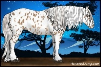 Horse Color:Silver Bay Tobiano Leopard Rabicano