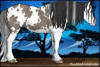 Horse Color:White Spotted Grullo Splash 