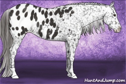 Horse Color:Liver Chestnut Appaloosa 