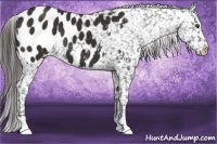 Horse Color:Liver Chestnut Appaloosa 