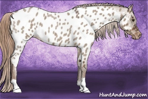 Horse Color:Liver Red Dun Roan Near Leopard