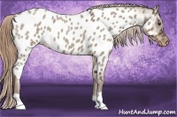 Horse Color:Liver Red Dun Roan Near Leopard