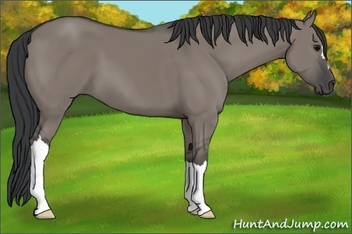 Horse Color:Unknown 