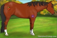 Horse Color:Bay 
